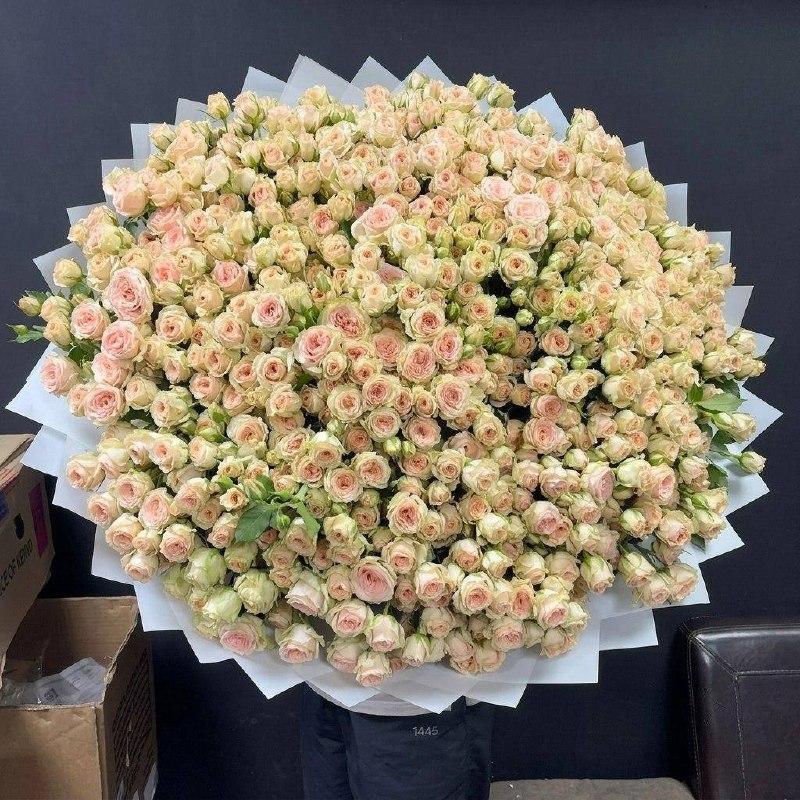 Белоснежная симфония